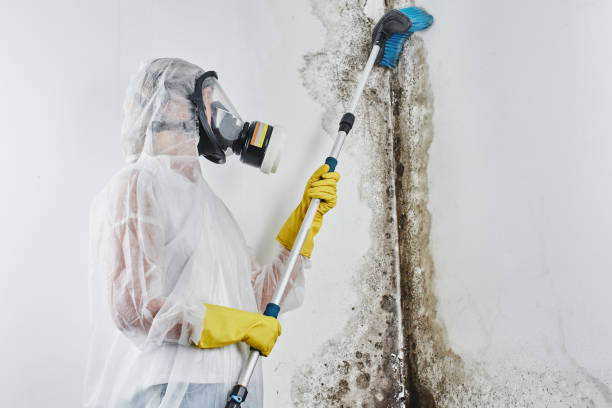 Best Residential Mold Remediation in Han, GA