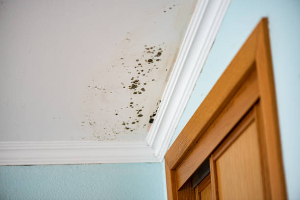 Best Industrial Mold Remediation in Han, GA