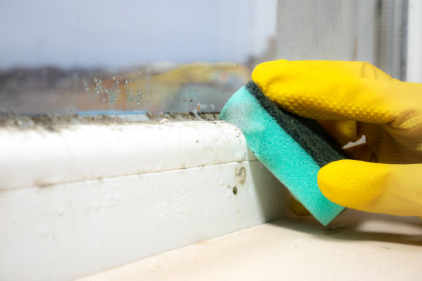 Reliable Hagan, GA Mold Remediation Solutions