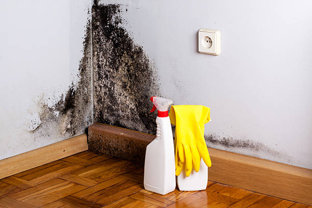 Best Preventive Mold Services in Han, GA